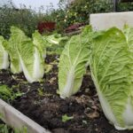 Выращивание пекинской капусты: лучшие советы и проверенные рекомендации