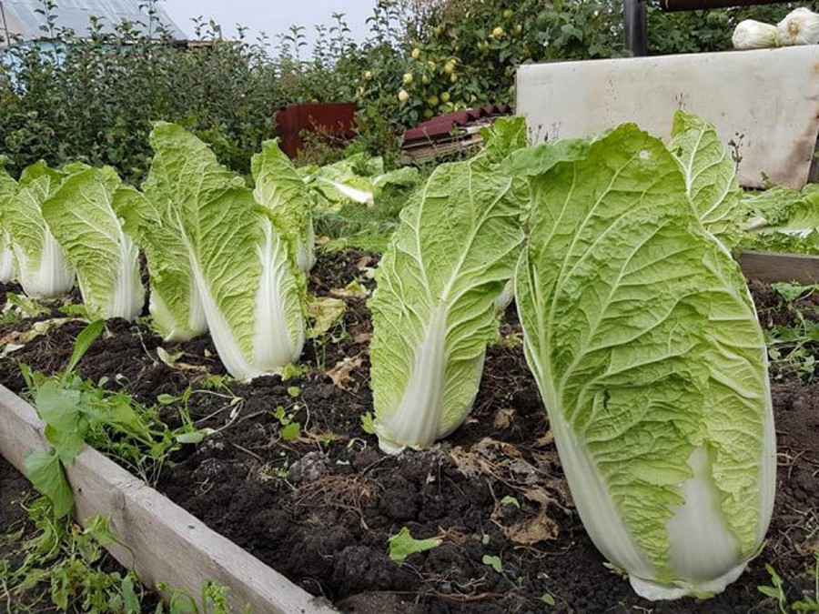 Выращивание пекинской капусты: лучшие советы и проверенные рекомендации