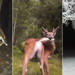 Вы заметили? 14 забавных кадров с животными, которые случайно попали в фотоловушки