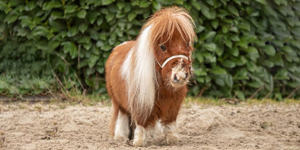 Крошечного жеребца Пумуккеля признали самым маленьким конём в мире