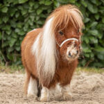 Крошечного жеребца Пумуккеля признали самым маленьким конём в мире