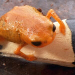 В Бразилии нашли новый вид крошечных оранжевых жабок — размером с кончик карандаша