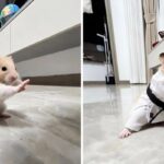 В Сети завирусился хомяк в позе кунг-фу — его одели в кимоно и отправили на ринг