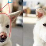 РџСЂРµРѕР±СЂР°Р·РёРІС€РµР№СЃСЏ РЎР°РјРѕР№Р»РѕРІРѕР№ РґРѕСЃС‚Р°Р»РѕСЃСЊ РѕС‚ РёР·РІРµСЃС‚РЅРѕРіРѕ СЃС‚РёР»РёСЃС‚Р°: В«РЎС‡РёС‚Р°РµС‚ СЃРµР±СЏ СѓРјРЅРѕР№ РњР°С€РµР№В»