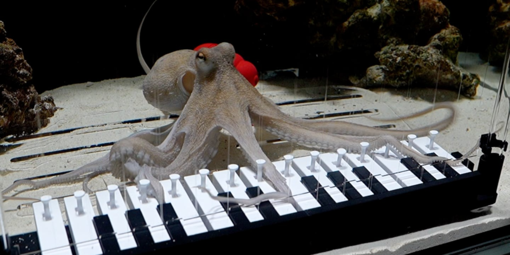 Дай краба: шведский музыкант научил своего осьминога играть на пианино