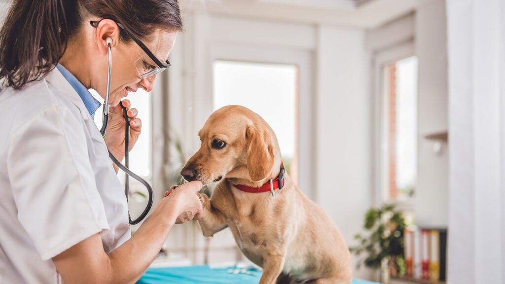 Почему регулярное посещение ветеринара жизненно необходимо для вашего питомца