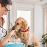 Почему регулярное посещение ветеринара жизненно необходимо для вашего питомца