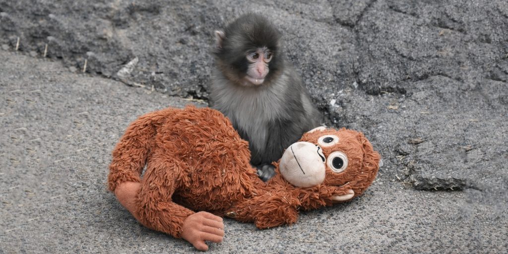 От плюшевой «мамы» к настоящей стае: макака Панч из японского зоопарка покорил интернет