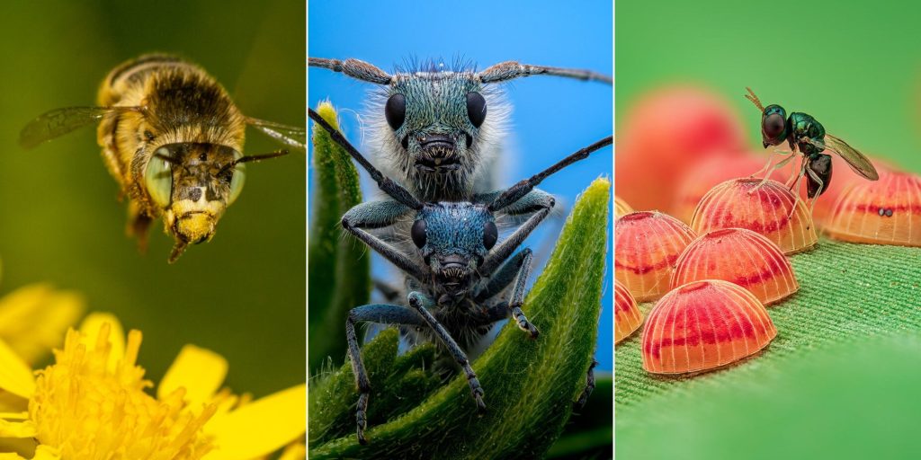 Красота в деталях: 14 лучших макрофотографий насекомых 2025