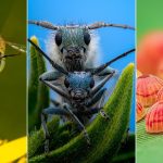 Красота в деталях: 14 лучших макрофотографий насекомых 2025