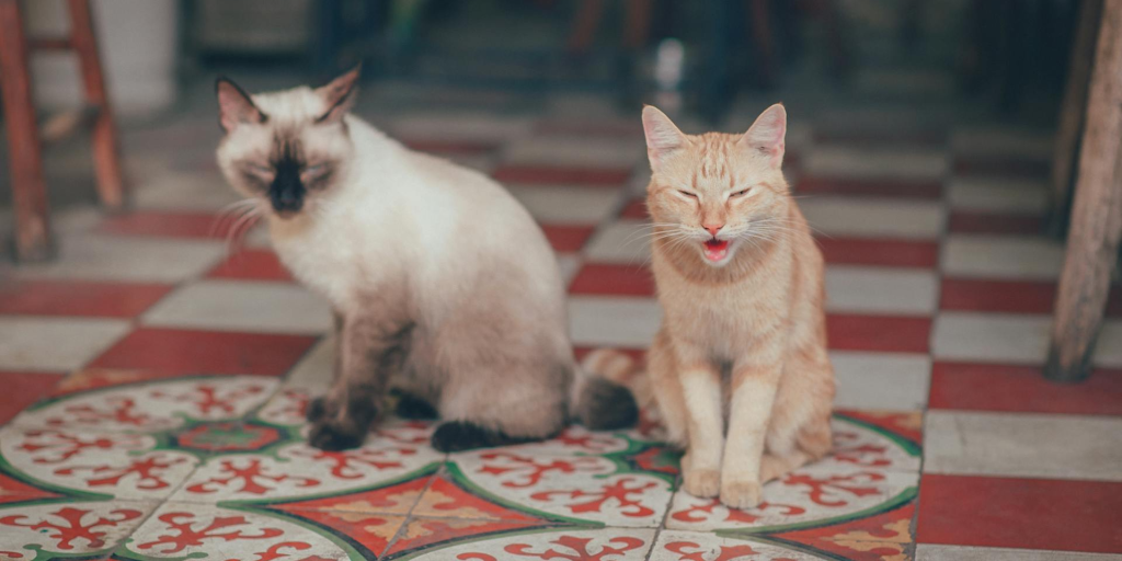 Учёные выяснили, чем мурлыканье кошек отличается от мяуканья