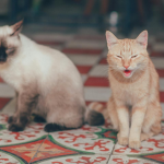 Учёные выяснили, чем мурлыканье кошек отличается от мяуканья