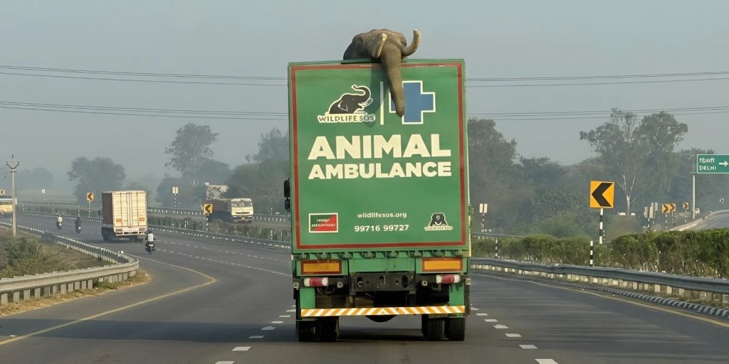 В Индии заработала «слоновья скорая помощь» — для неё создали специальный грузовик