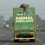 В Индии заработала «слоновья скорая помощь» — для неё создали специальный грузовик