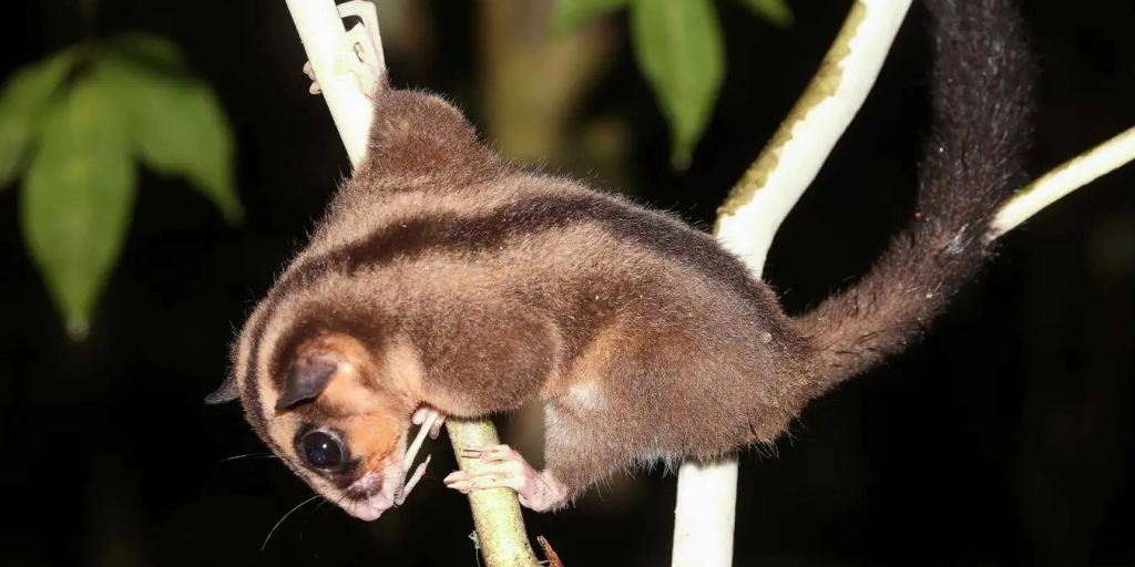 В Новой Гвинее нашли животных, которые считались вымершими 6 000 лет назад