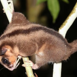 В Новой Гвинее нашли животных, которые считались вымершими 6 000 лет назад