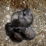 У манулов Шу и Пепе из Ленинградского зоопарка родились четыре котёнка
