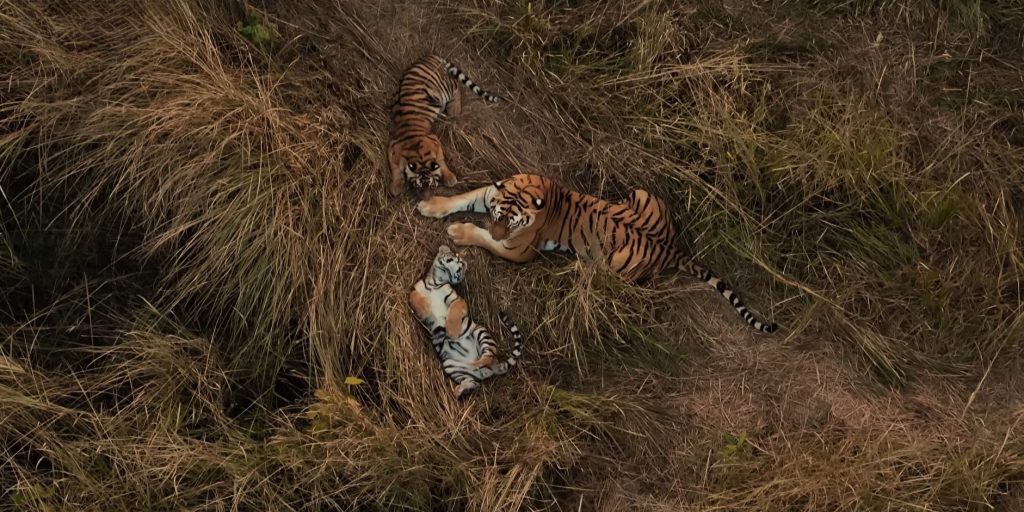 Полосатая нянька: в Непале впервые засняли тигрицу, присматривающую за чужими детёнышами