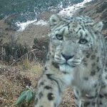 Фотоловушка в горах Китая поймала неуловимую крупную кошку — снежного барса