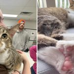 Котёнок Тоби из Мичигана установил мировой рекорд по количеству пальцев на лапках — у него их 28