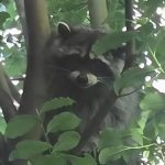«Короткий» енот из Сиэтла стал новой звездой соцсетей — его в шутку сравнивают с чупакаброй