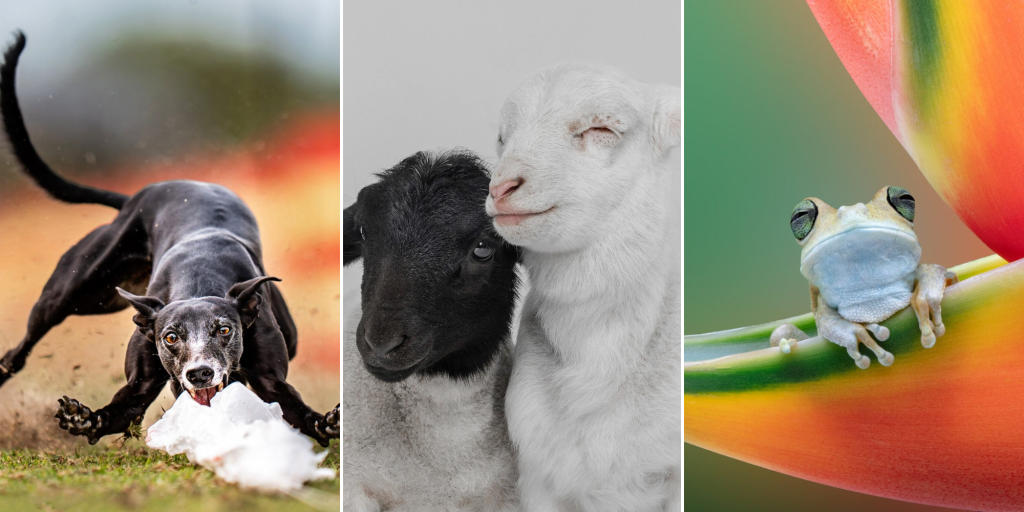 22 ярких фото с питомцами: объявлены финалисты конкурса International Pet Photography Awards 2026