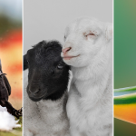 22 ярких фото с питомцами: объявлены финалисты конкурса International Pet Photography Awards 2026